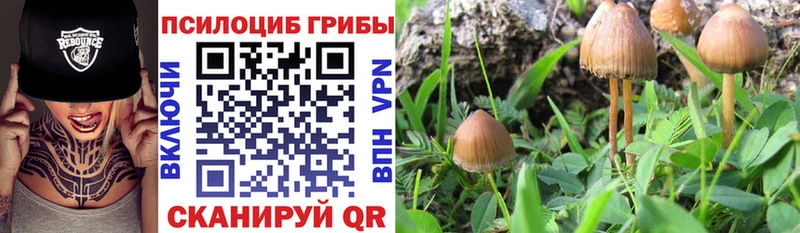 Галлюциногенные грибы Psilocybine cubensis blacksprut ссылки Зеленодольск